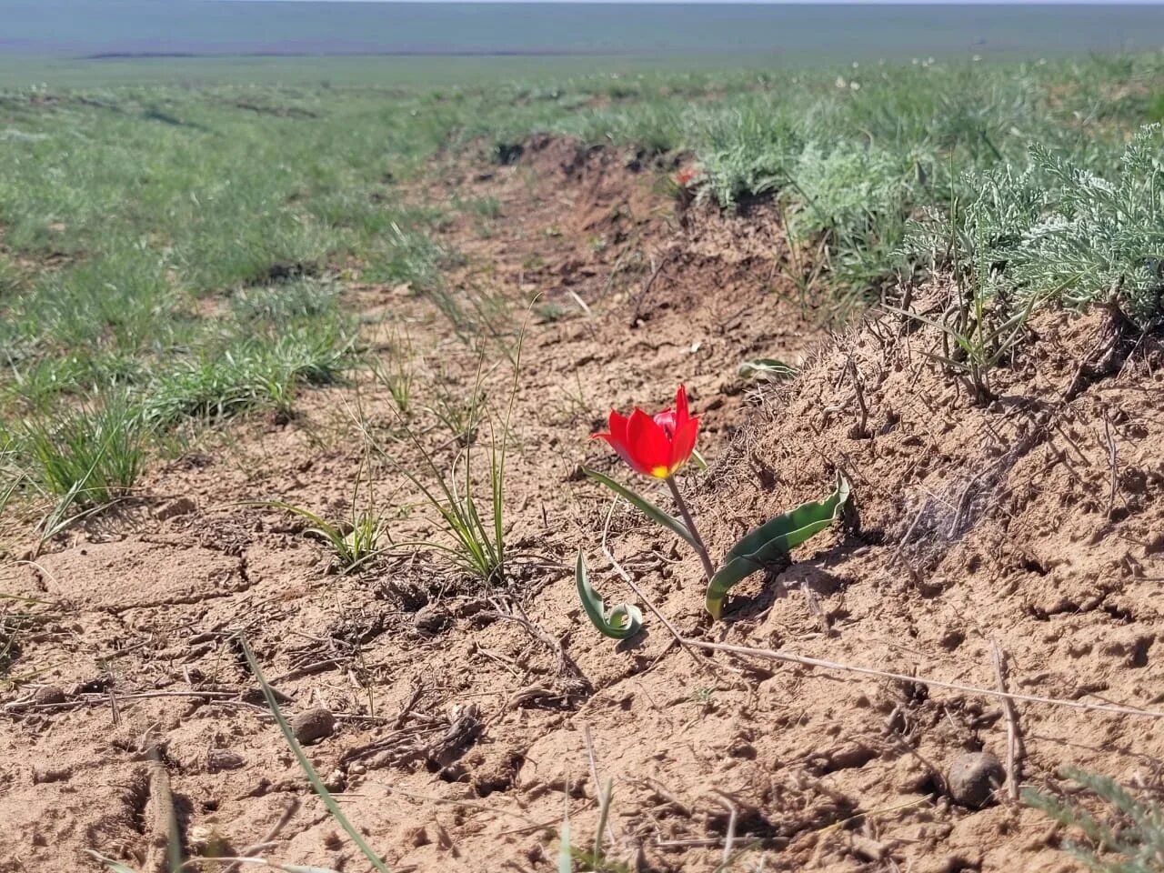 Калмыкия цветение тюльпанов 2024. Цветение тюльпанов в Калмыкии. Элиста цветение тюльпанов. Тюльпаны в степи Калмыкии. Цветение тюльпанов в Калмыкии Элиста.