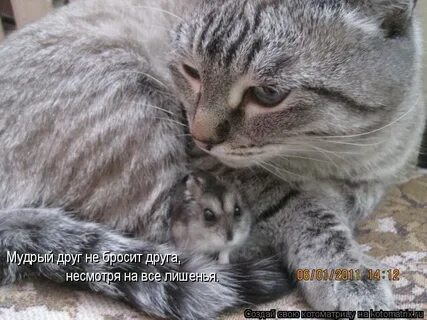 Несмотря на друга