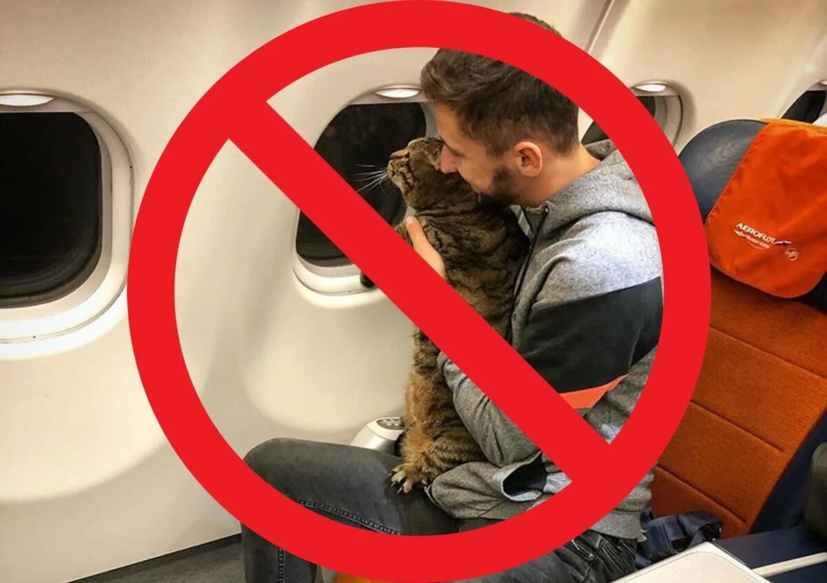 В самолет можно кот. Коты в самолете. Котенок в самолете. Коты в поезде. Кот в электричке.