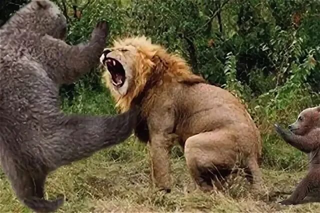 Bears lions