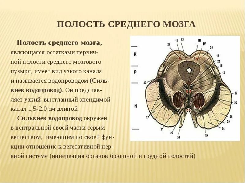 Строение среднего мозга в головном мозге