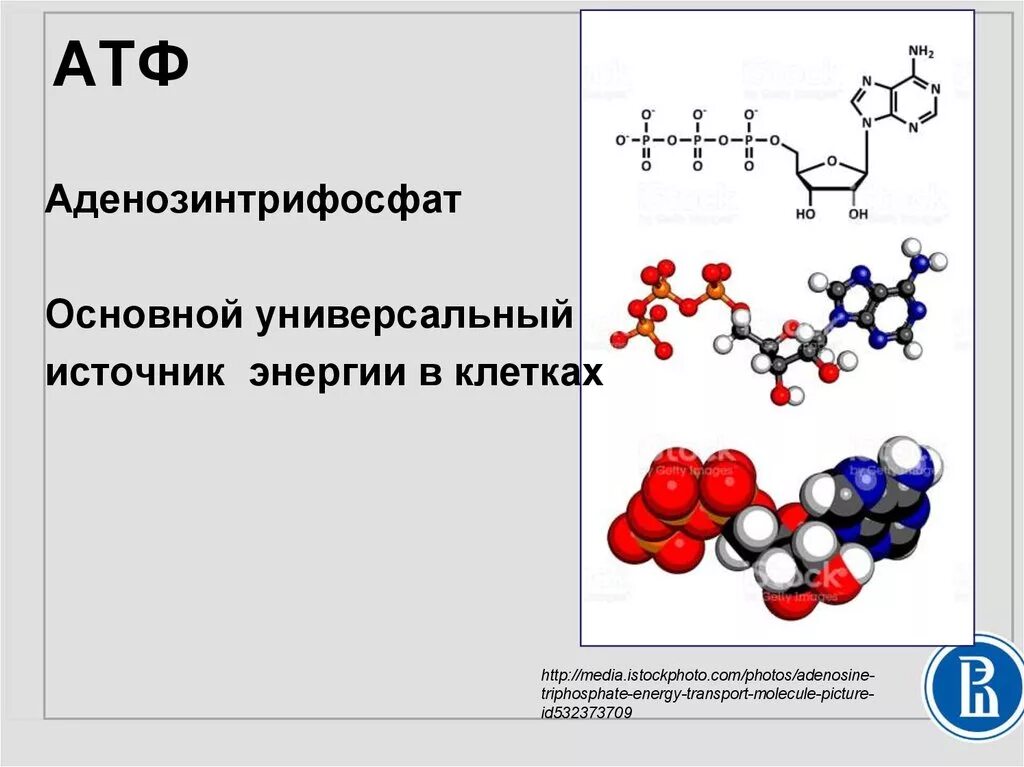В молекулу атф входят. Структура молекулы АТФ. Строение АТФ формула. Строение молекулы АТФ. Химическое строение АТФ.