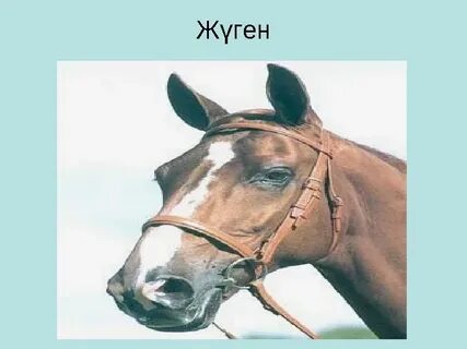 Ханшайымның пәктік белбеуі