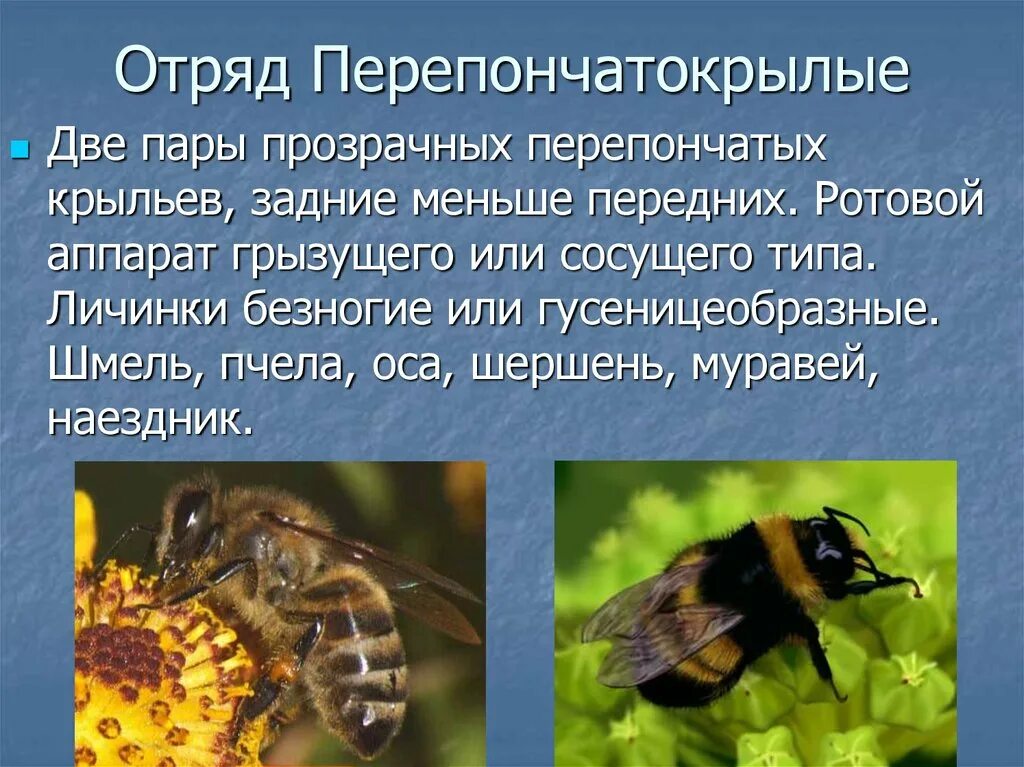 Перепончатокрылые значение в природе. Перепончатокрылые значение в природе