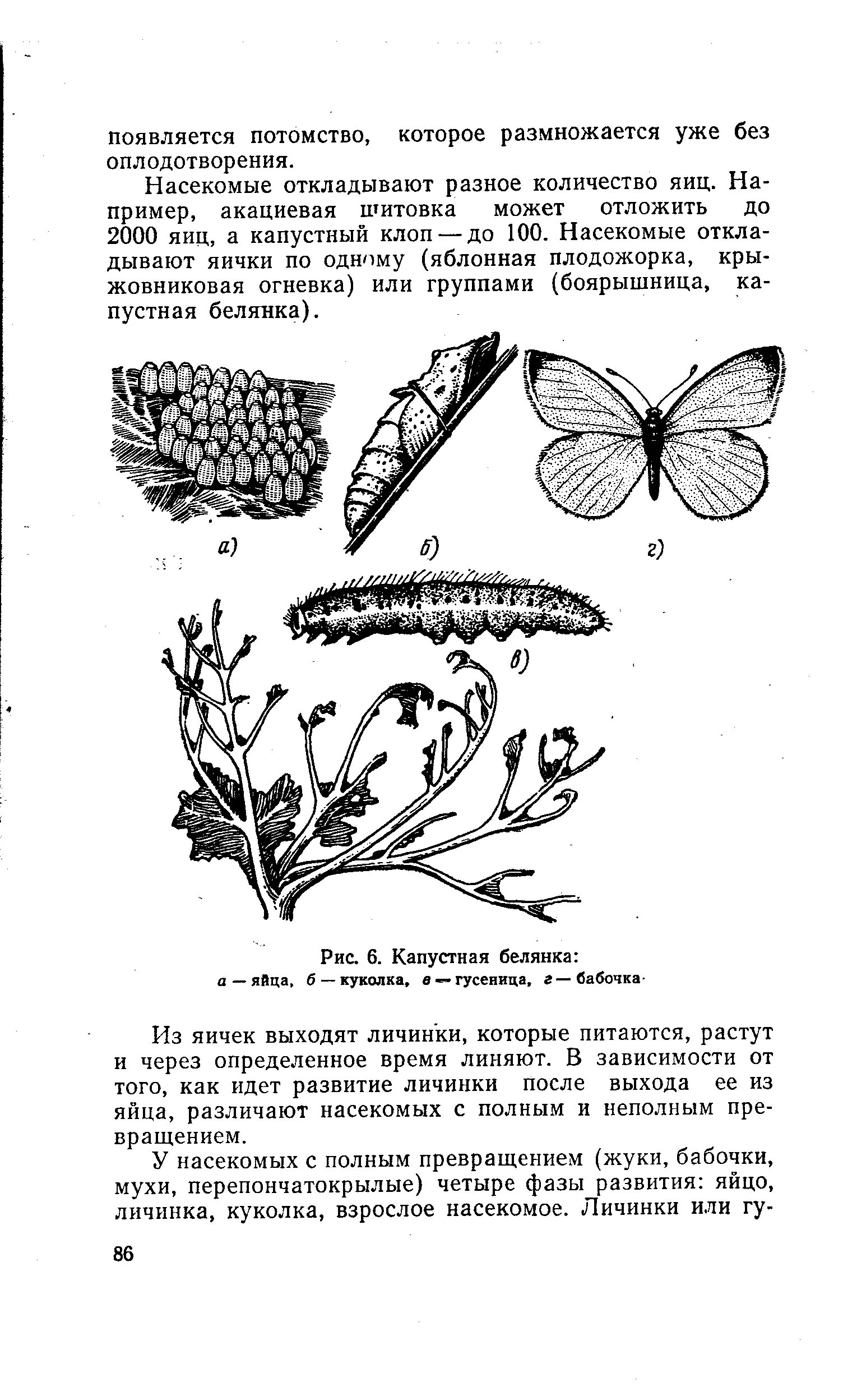 Жизненный цикл капустной белянки. Стадии развития капустной белянки. Цикл развития капустной белянки. Развитие капустной белянки с полным превращением. Капустная белянка неполное превращение