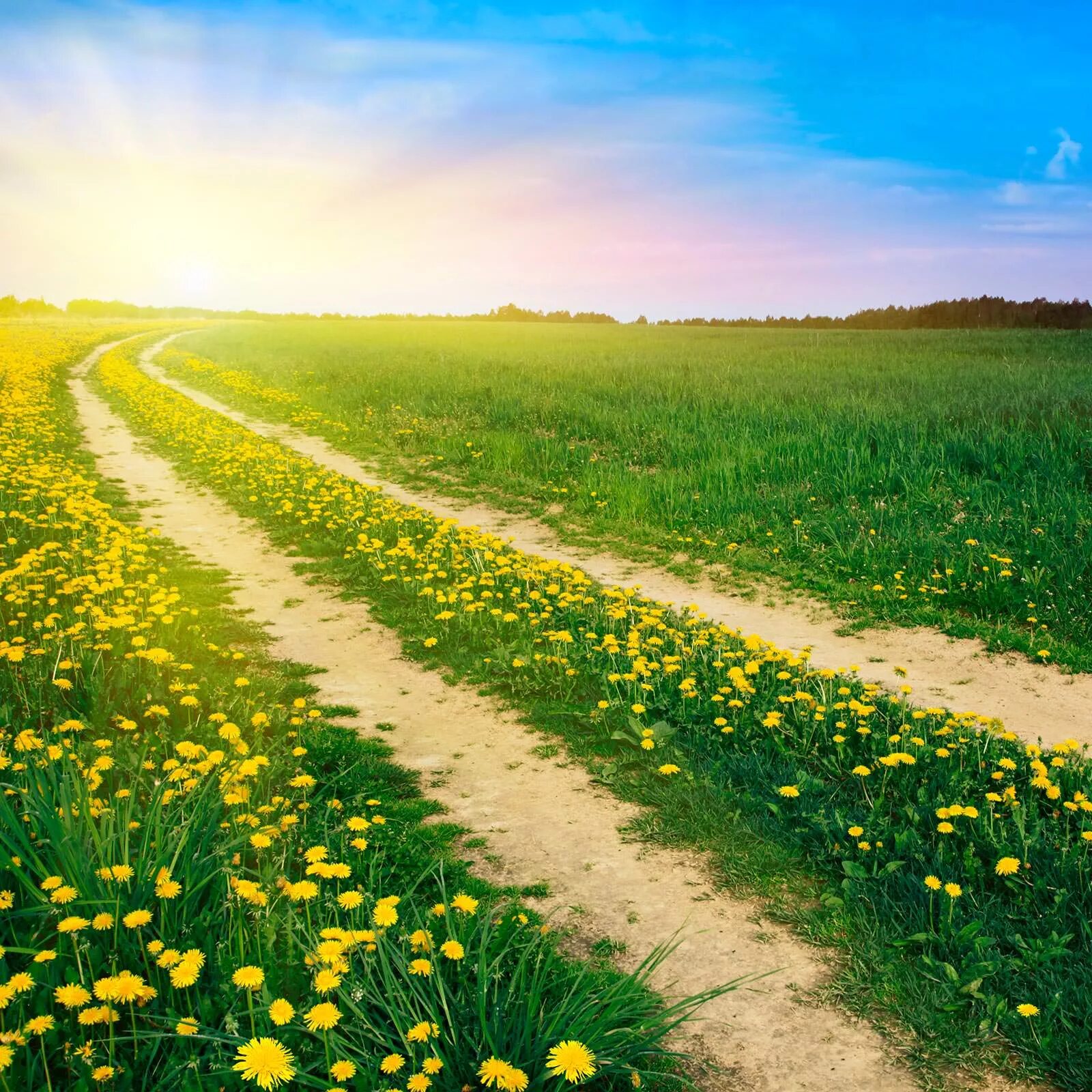 дорога в поле. иди дорогою цветущей. дорога в цветах. весне дорогу!. красивое поле.