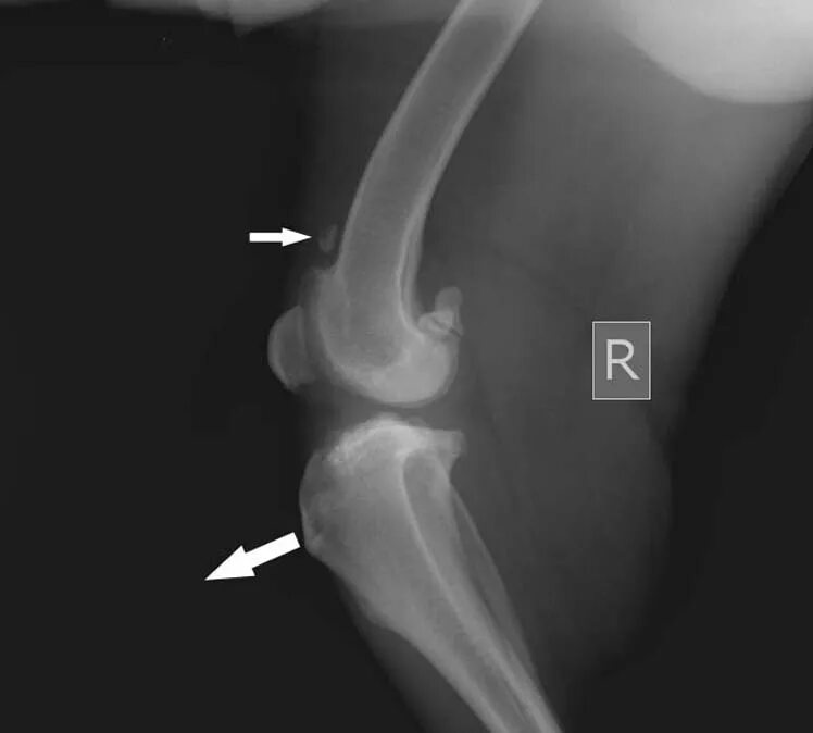 Разрыв связки у собаки. Разрыв передней крестообразной связки у собаки рентген. Обызвествление связок надколенника рентген. Обызвествление связок коленного сустава на рентгене. Коленный сустав разрыв ПКС собаки рентген.