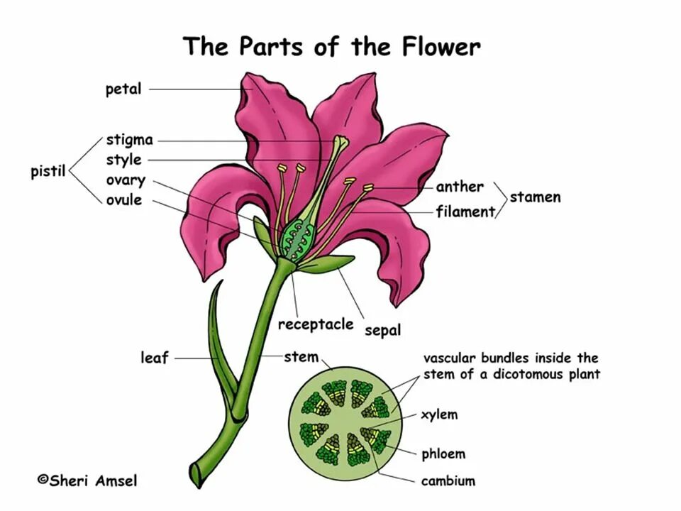 Parts of Flower. Анатомия цветка. Flower structure. Parts of a Plant цветок.