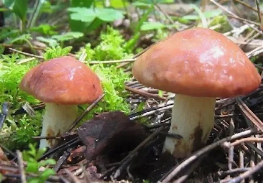 Грибы польза для организма. Скорость переваривания продуктов таблица. Грибы усваиваются ли организмом. Организм не усваивает жиры причины. Роль жиров в пищевом рационе.