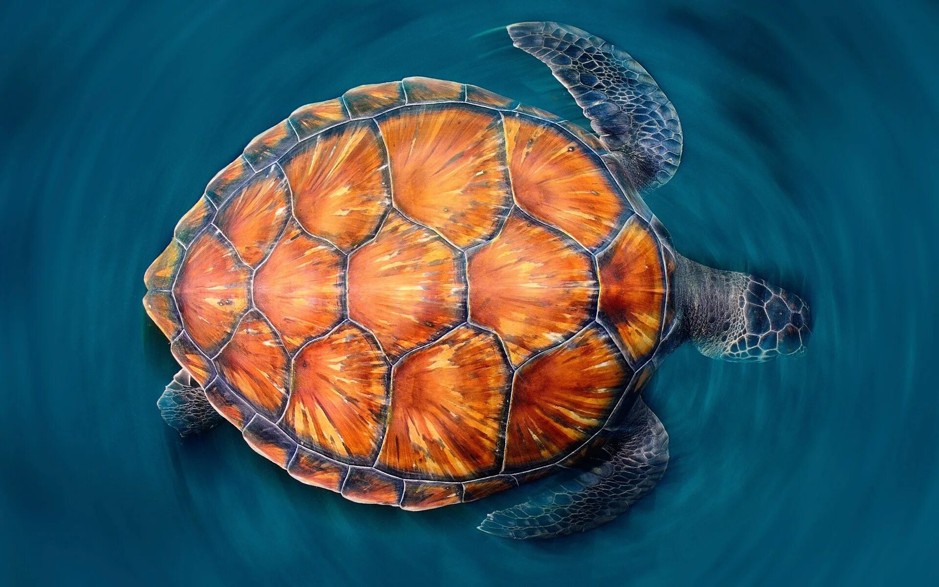 Симметрия черепахи. Панцирь морской черепахи. Черепаха бисса панцирь. Морская черепаха панцирь сбоку. Карапакса морской черепахи.