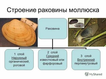 Биология строения раковины