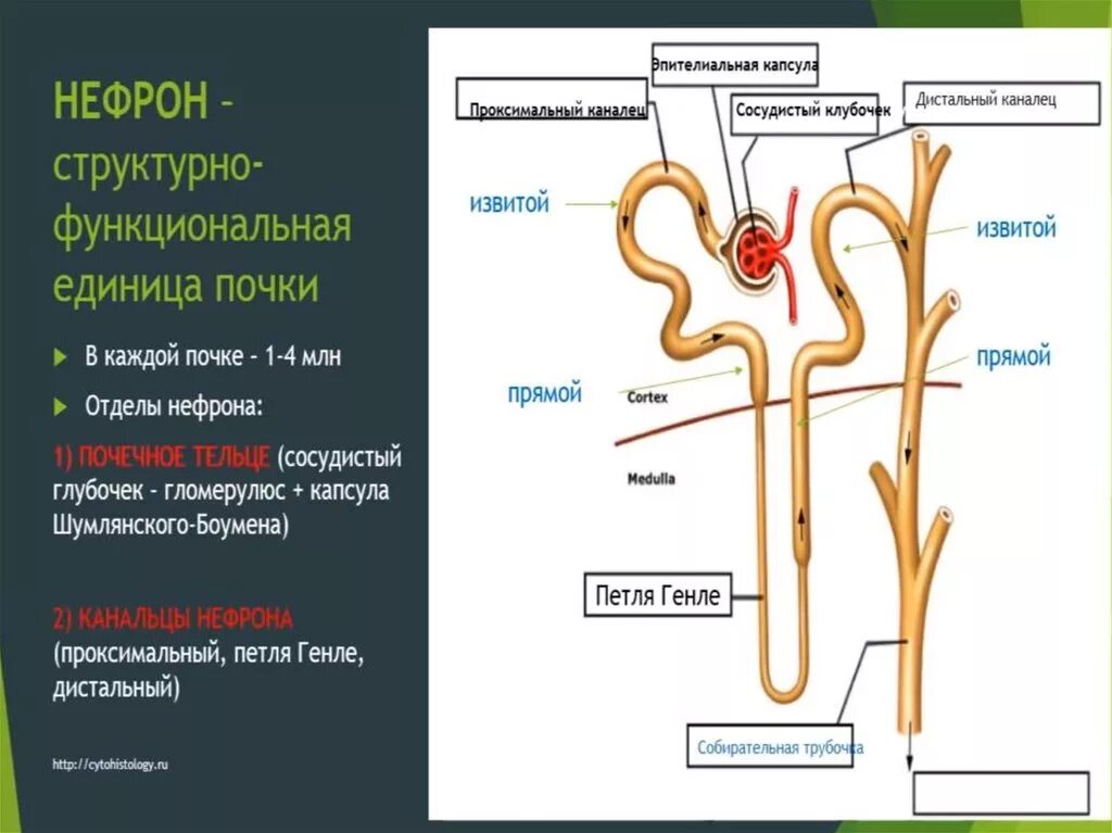 В чем особенность строения канальца нефрона. Извитой каналец 2) капсула нефрона. Строение нефрона анатомия. Строение почки и нефрона биология 8 класс. Выделительная система человека нефрон 8 класс биология.