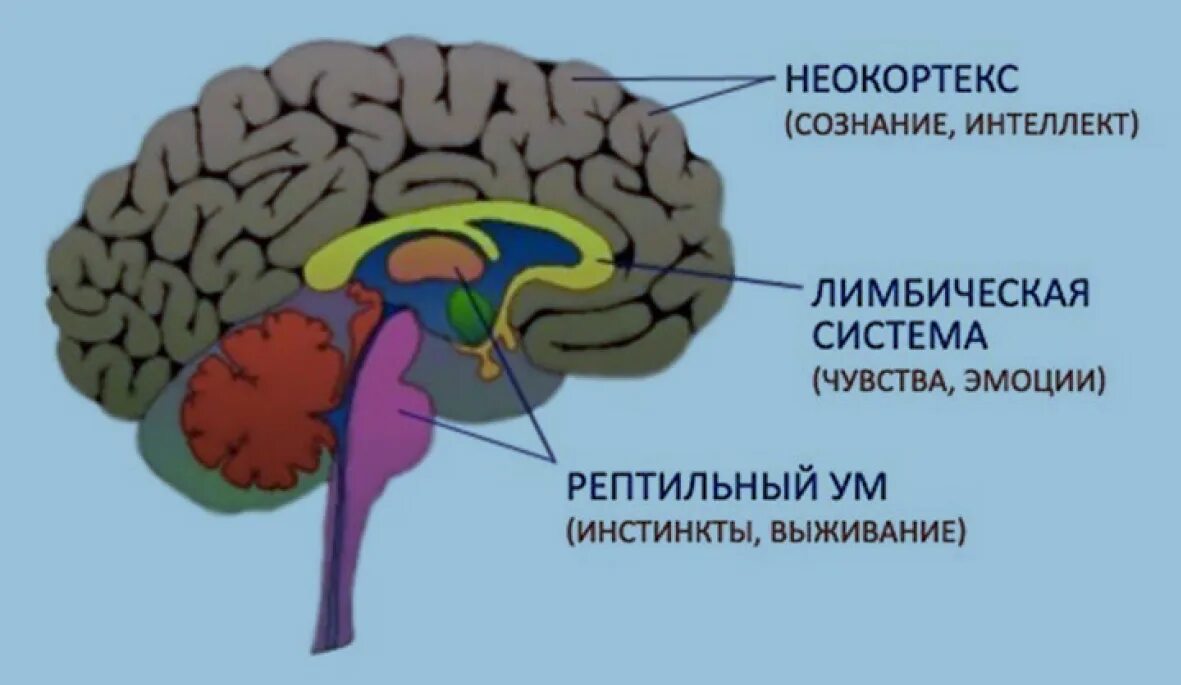 Строение головного мозга человека неокортекс. Строение мозга лимбическая система неокортекс. Рептильный мозг человека строение. Отделы мозга рептильный мозг неокортекс. Древние отделы мозга человека