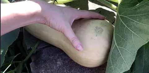 Сколько созревает тыква