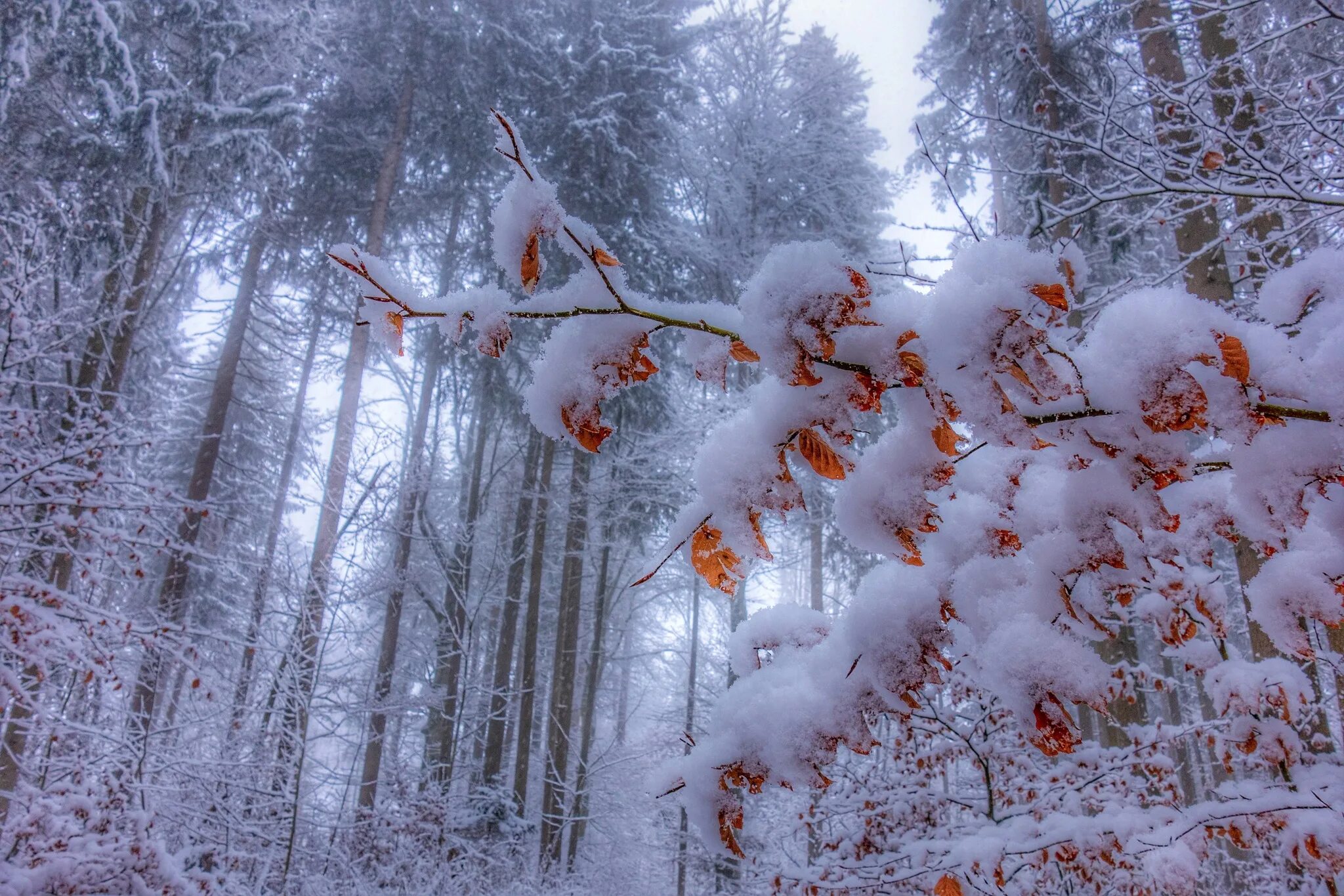 Зима в лесу. Ветки в снегу. Лес в снегу. Морозный лес.