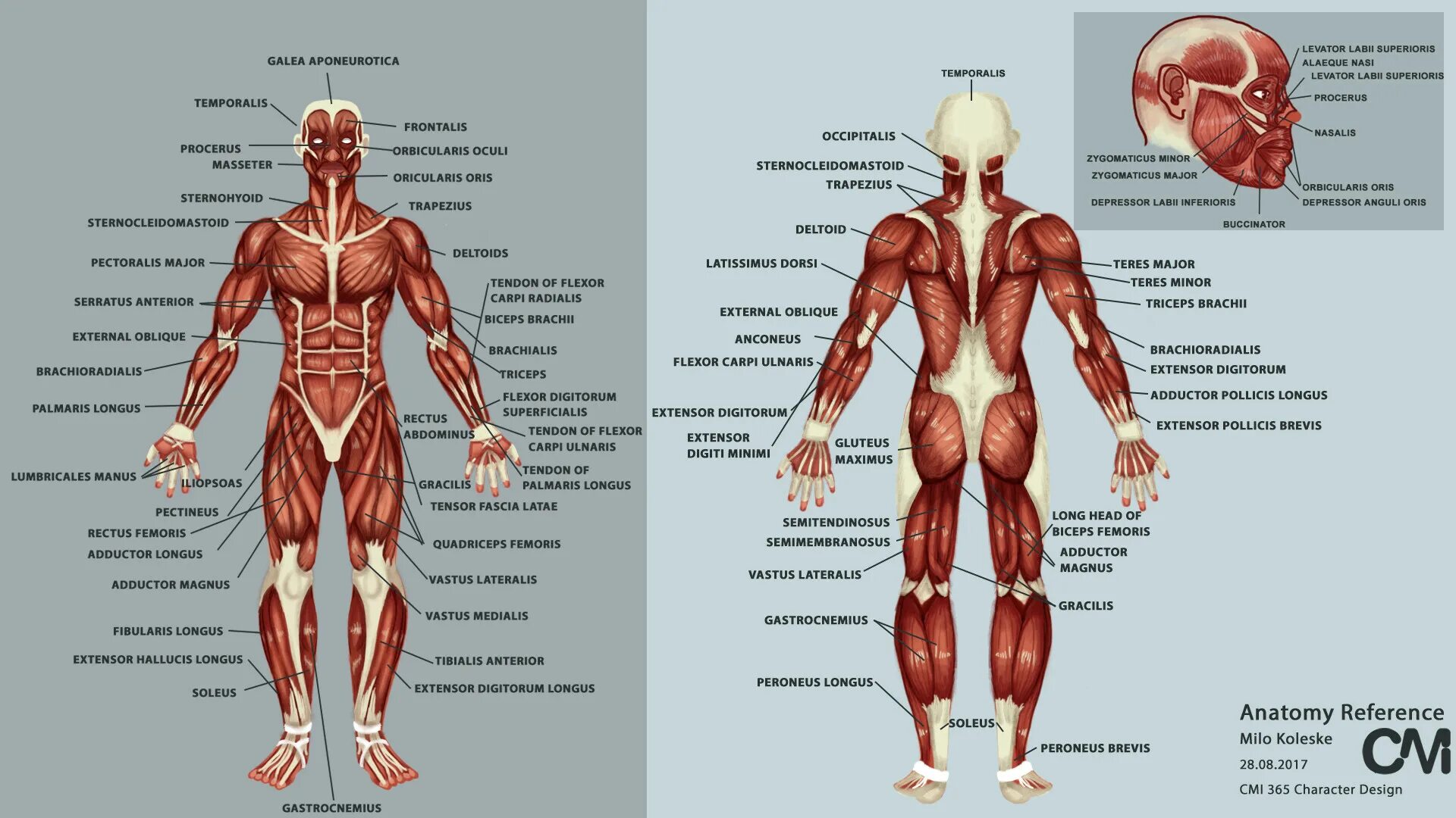 Атлас анатомия человека мышечная система. Мышечная система человека схема для массажа. Анатомия мышц человека для массажистов. Мышцы туловища человека анатомия атлас.