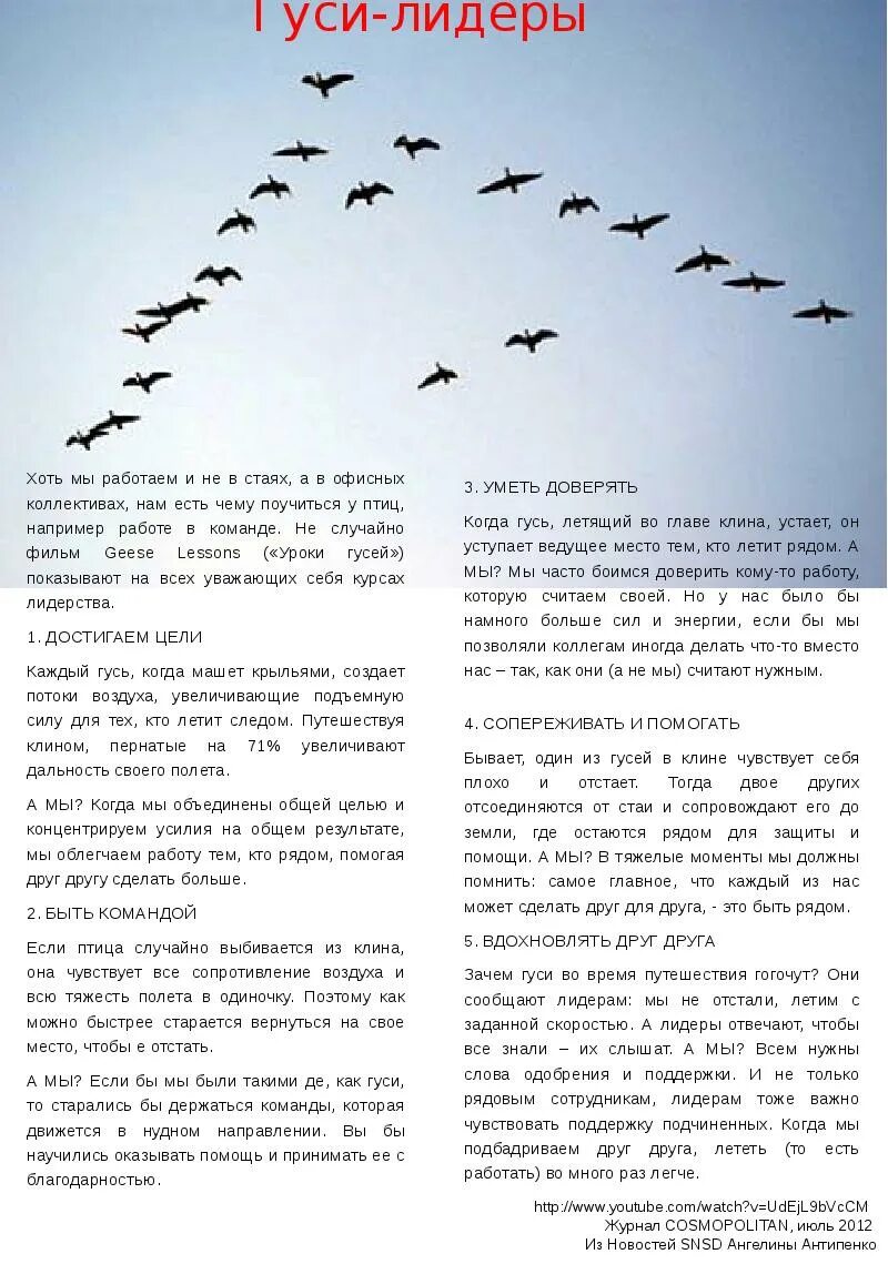 К чему снятся летящие гуси. Почему гуси летят клином. почему гуси летают клином. почему птицы летят клином. почему стая гусей летит клином.