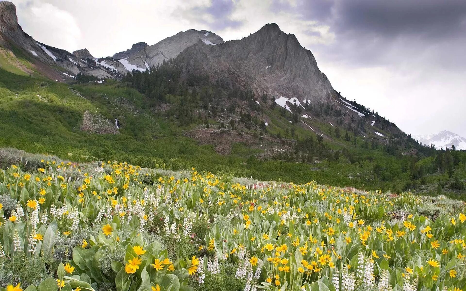 Саган дайля. Горные травы. Горные луга приэльбрусья. Высокогорная растительность. Рододендрон архыз.