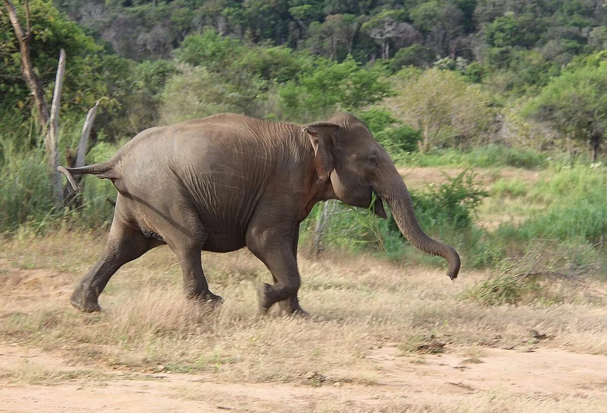 Слон бежит. Слоны бегут. Слон убегает. Слон бегает. An elephant can run