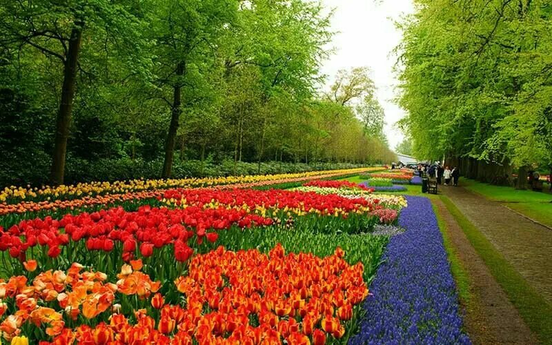 Весенний парк. Flowers in the park. Парк кёкенхоф, лиссе, нидерланды. Парк койкенхоф голландия. Парк тюльпанов в голландии кекенхоф.