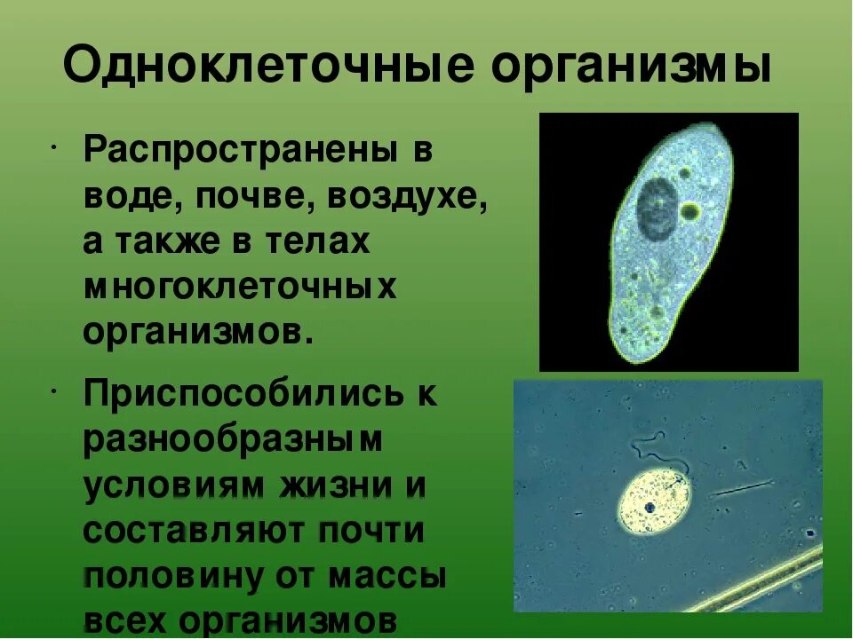 Что такое одноклеточные организмы