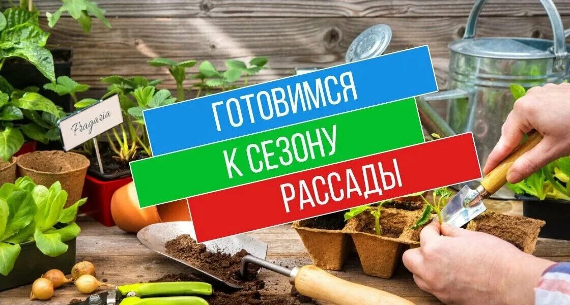 Рассада курск купить. Товары для сада и огорода. Рассада овощей. Готовимся к сезону рассады. Огород рассада.