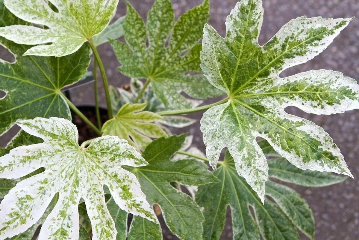 комнатные цветы на зиму отмирают. замиокулькас. растение пахнет лимоном. зимой домашнее растение листья которого плохо переносят. зимой домашнее растение листья которого плохо переносят.