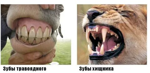 Бобер хищник или травоядное
