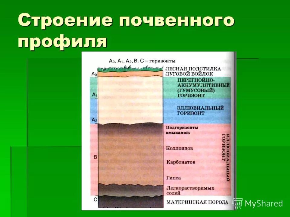 Почва урок географии 8 класс. Строение почвенного профиля. Структура почвенного профиля. Общее строение почвенного профиля. Слои почвенного профиля.