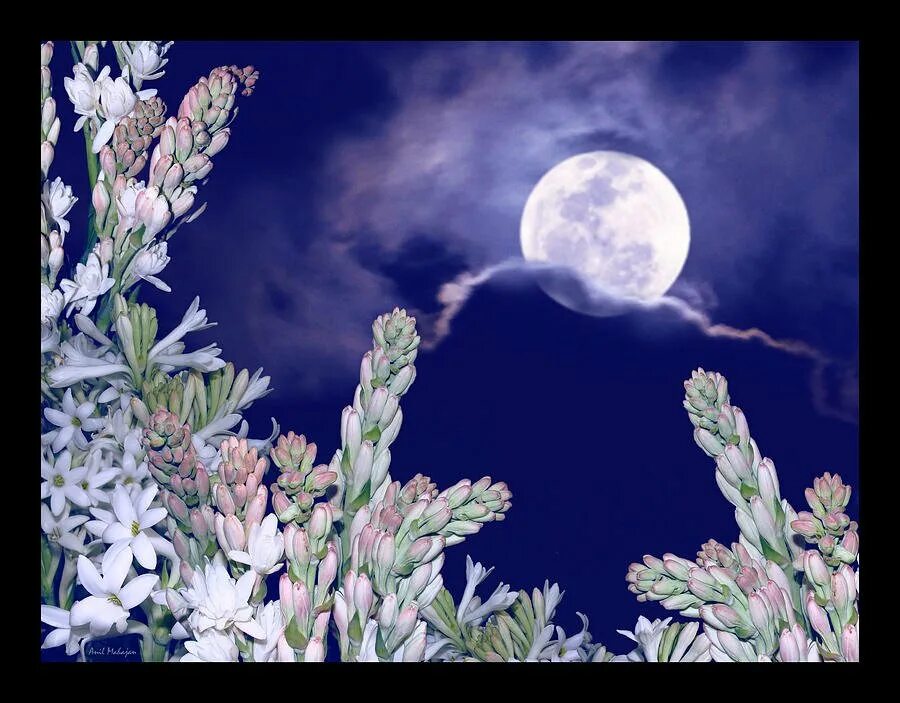 Почему цветочной луны. Луна и цветы. Цветущая Луна. Весеннее полнолуние. Цветочное полнолуние.