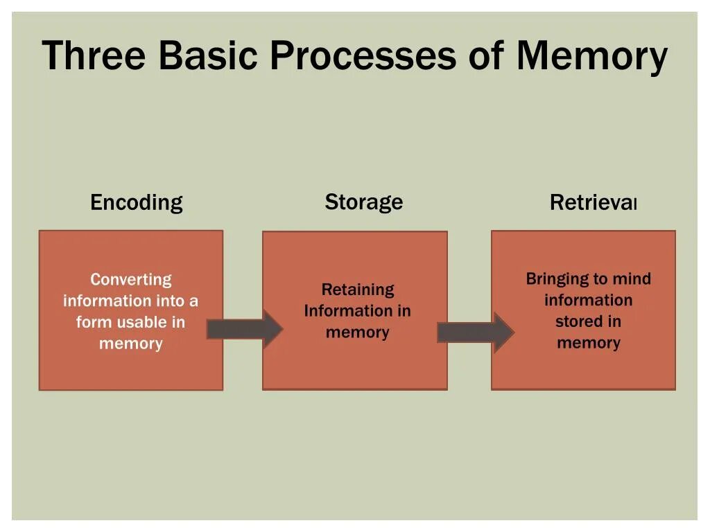 Processing 3 3 6. Memory process. Encoding of Memories. Procedure Memory. Memory POWERPOINT.