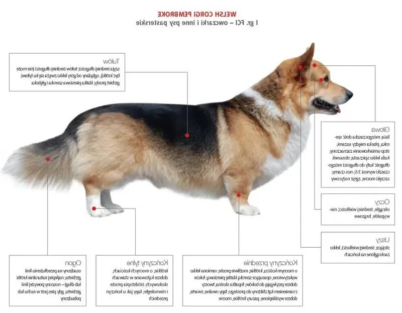 Вельш корги пемброк. Длина собаки корги пемброк. Вельш корги пемброк стандарт породы. Стандарт корги пемброк вес.