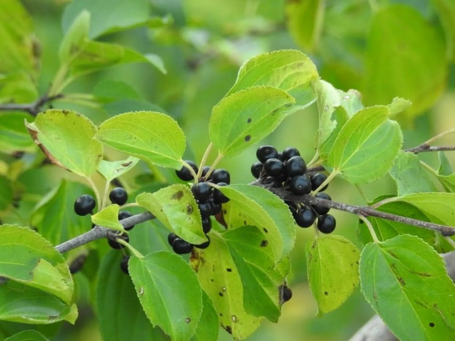 Крушина дерева и листьев. Крушина слабительная (rhamnus cathartica). жостер слабительный (rhamnus cathartica). жостер слабительный крушина. крушина слабительная куст.