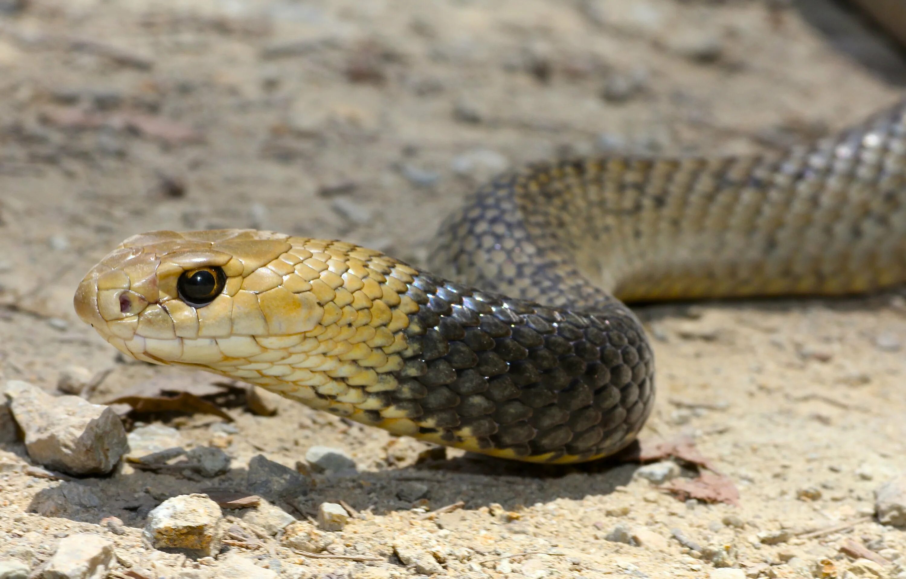Snake wiki