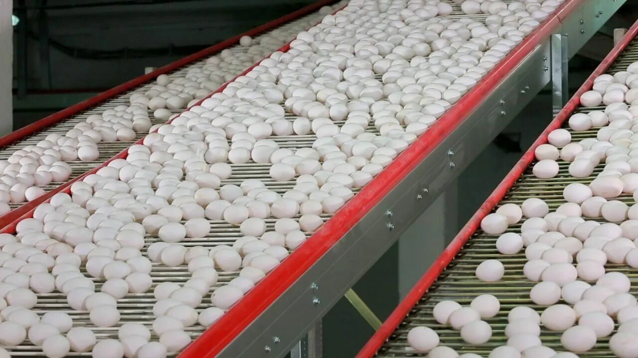 Первомайская 3 улица мыски. Куры бройлер росс 308. Трудармейский кемеровская птицефабрика. Туймазинская птицефабрика. Мини птицеферма кур несушек.