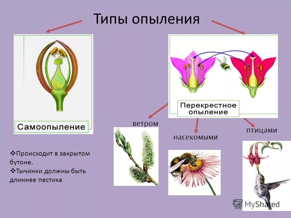 Схема самоопыления хвойные