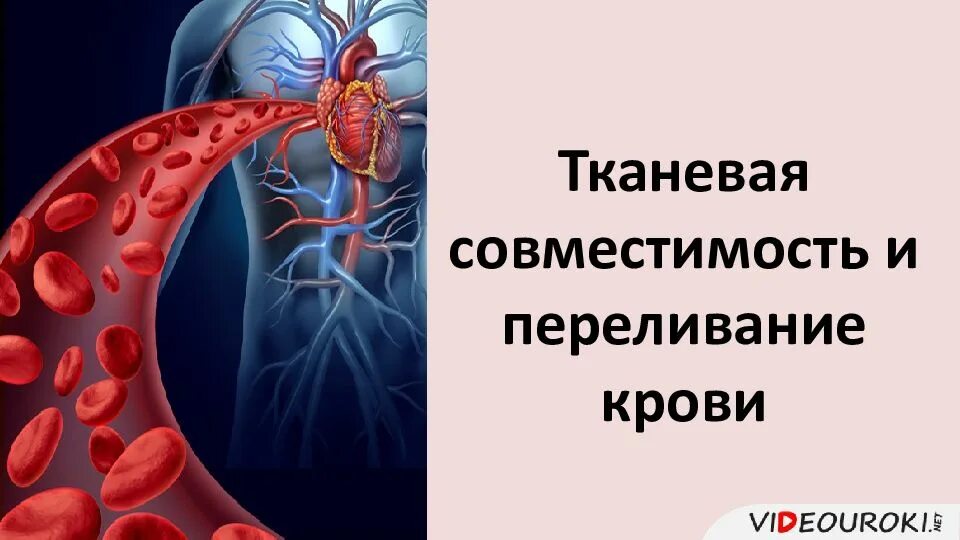 Что такое тканевая совместимость. Тканевая совместимость и переливание крови. биология тканевая совместимость и переливание крови. тканевая совместимость. тканевая совместимость и переливание.