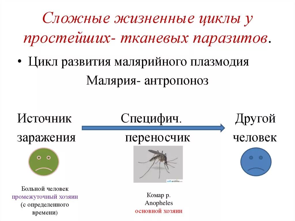 Можно ли считать человека окончательным хозяином малярийного