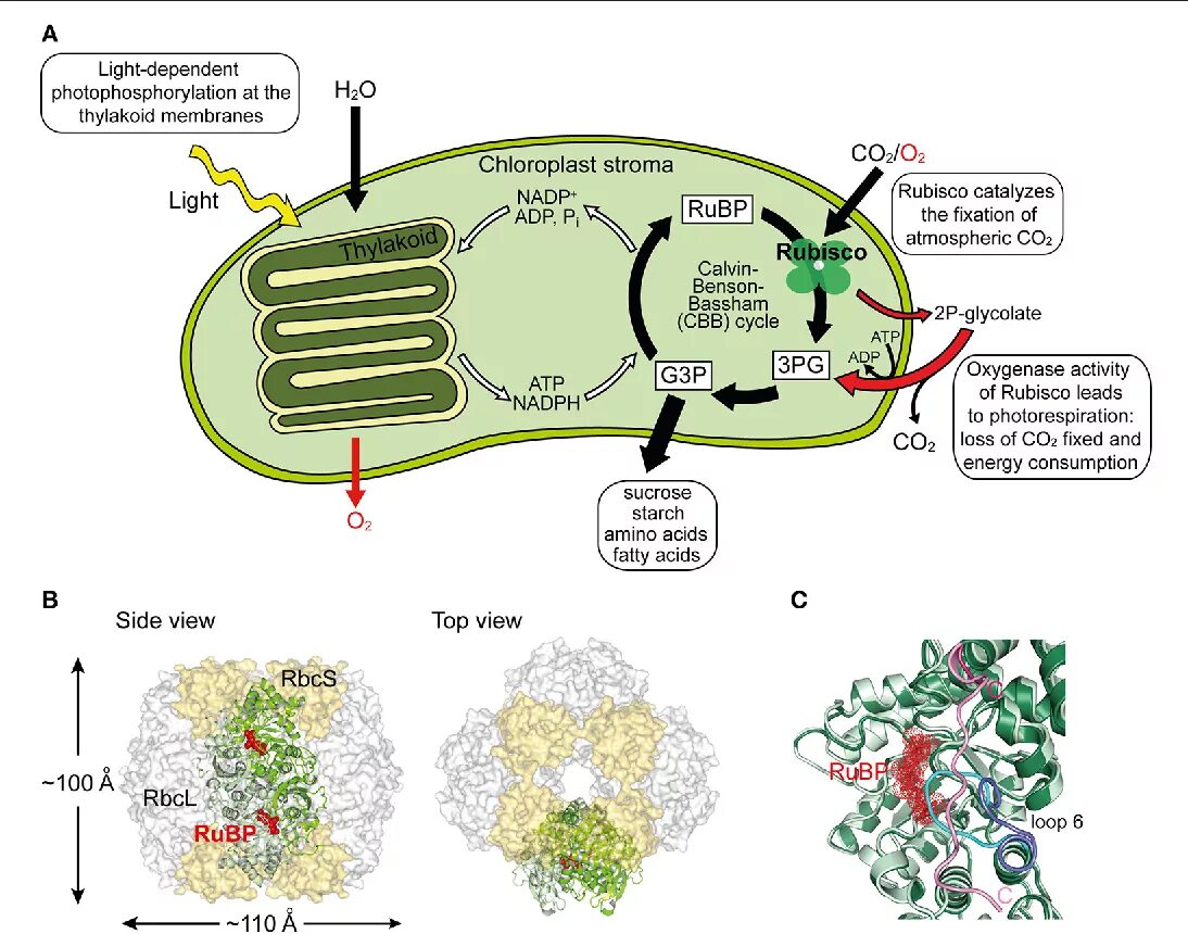Цикл кальвина в хлоропластах. РУБИСКО фотосинтез. Активаза РУБИСКО. РУБИСКО строение. РУБИСКО фермент хлоропласт.