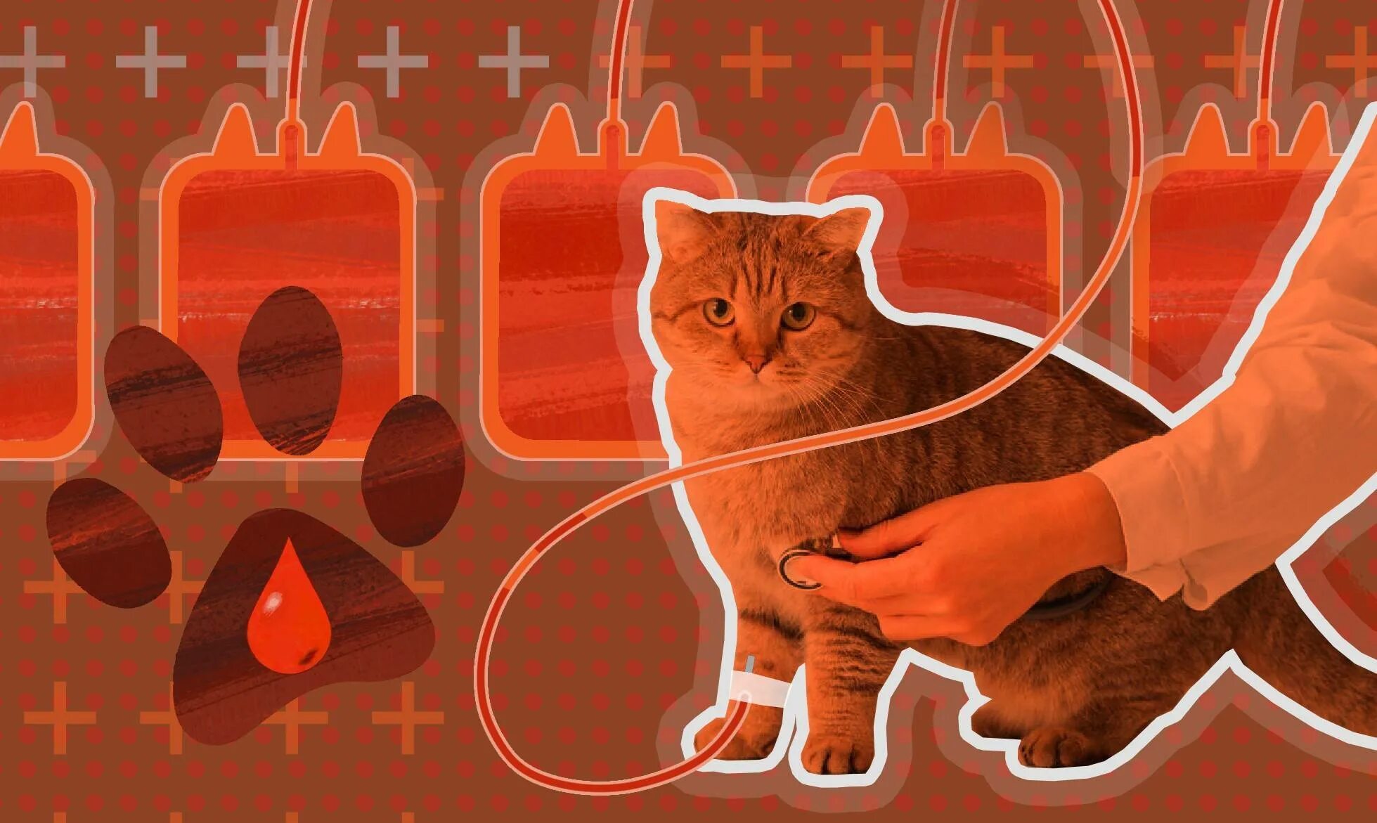 Переливание крови у кошек. Кот донор.