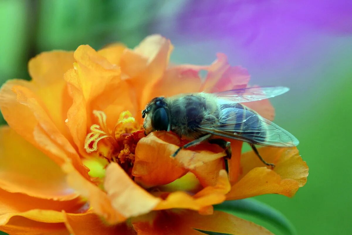 Луговая цветочная муха. Красивый цветок и муха. Цветочная мушка. Толкунчики насекомые. Муха журчалка глаза.