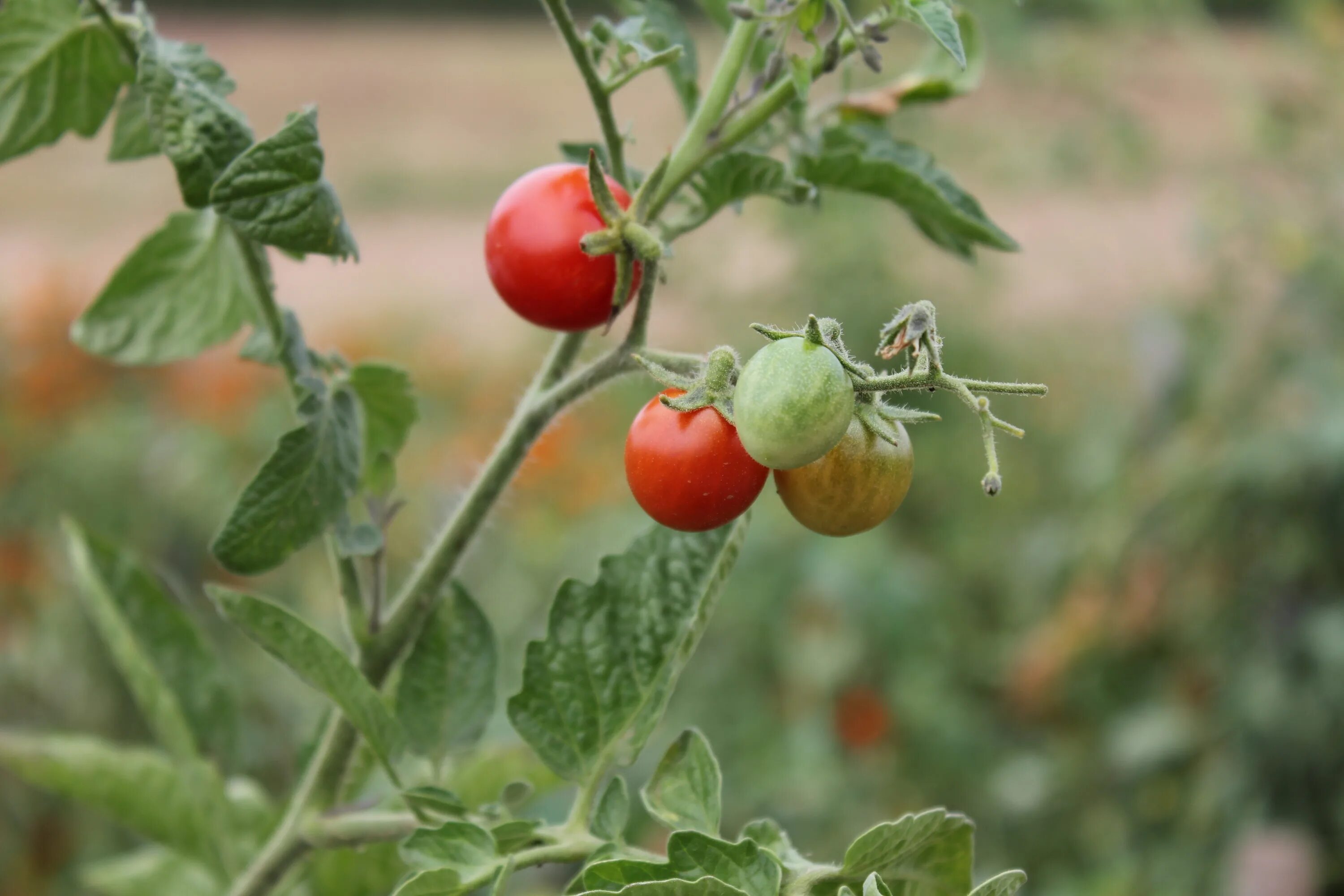 Куст томата. Урожай помидоров. Плохие томаты. Помидоры растут зеленые. Урожай помидоров правильно