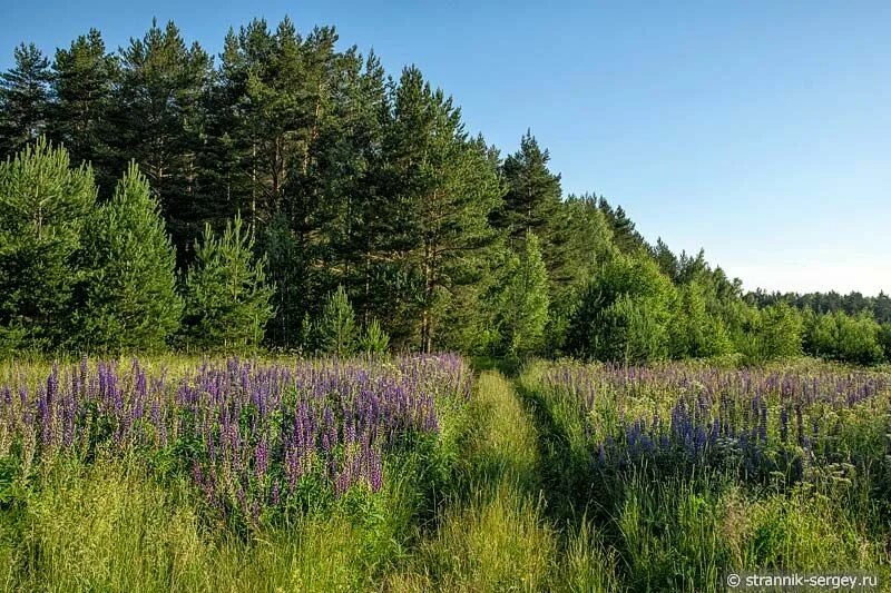 Поле заросшее лесом. Поля заросли деревьями. Бабья гора. Заросшее поле фото. Поля зарастают лесом