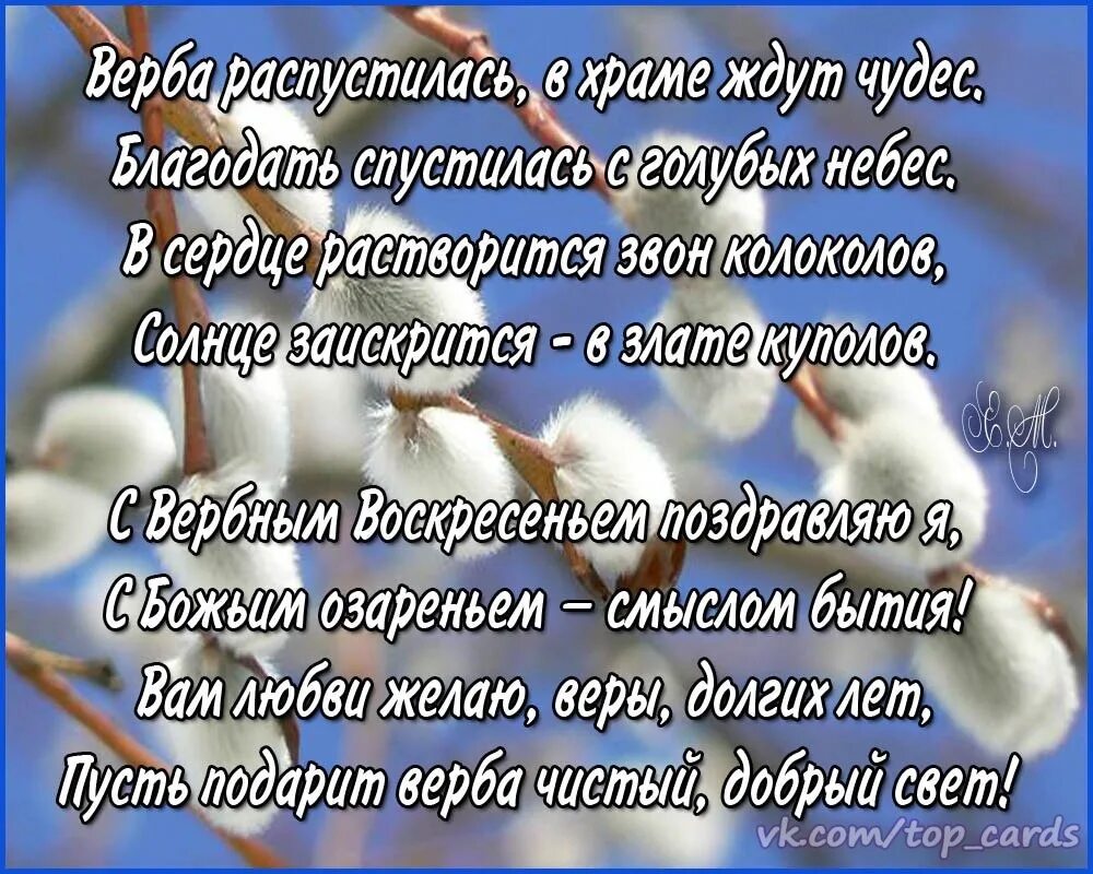 Верба семейство ивовых. Верба для детей. Верба хлест бьёт до слез верба. Верб программа. Открытка с вербныи воскресенье.