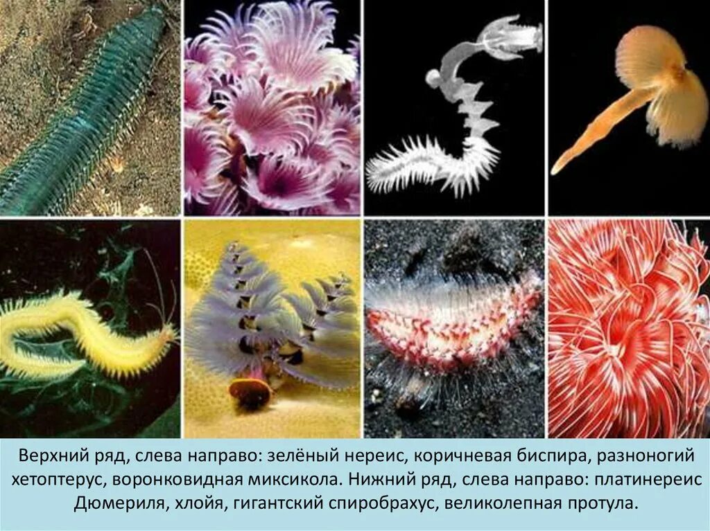 Многощетинковые кольчатые черви. Многощетинковые черви представители. Кольчатые черви класс многощетинковые. Планктонные полихеты.