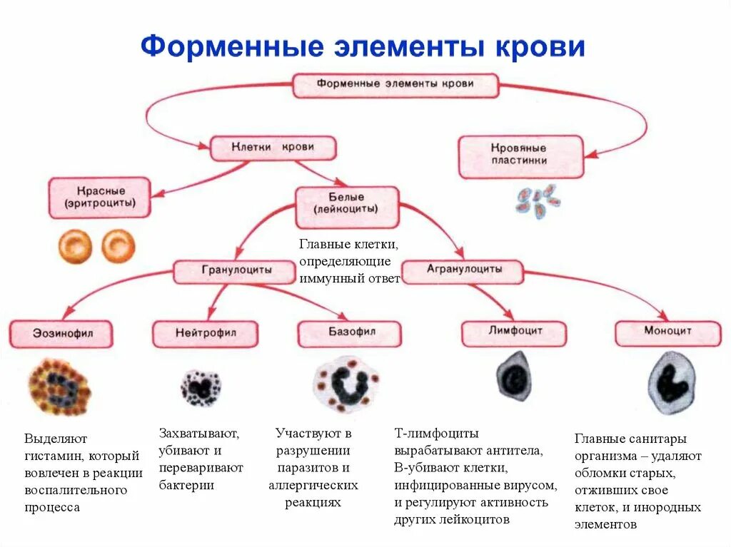 Безъядерный форменный элемент. Схема клетки крови и их функции. Форменные элементы клетки таблица классификация. Классификация форменных элементов крови гистология. Форменные элементы крови их строение и функции.