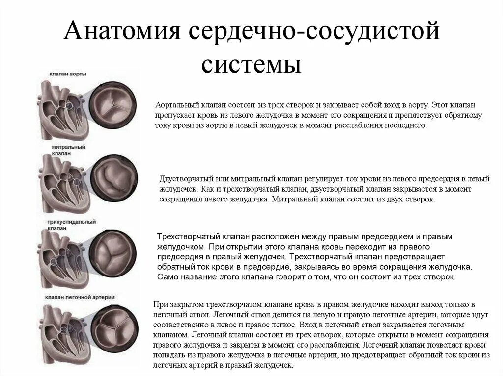 Функции трикуспидального клапана. Трикуспидальный клапан и трехстворчатый клапан. трикуспидальный клапан анатомия. анатомия створок трехстворчатого клапана. трикуспидальный трехстворчатый клапан функции.