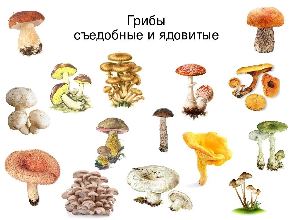 Съедобные и несъедобные грибы рисунок. Съедобные грибы и несъедобные грибы. седобные и не седобные грибы. грибы сьедоюные и не сьедобные. грибы съедобные несъедобные и ядовитые.