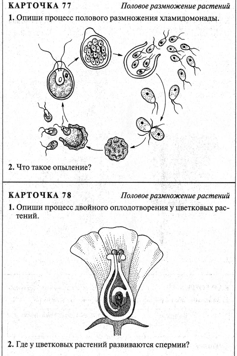 Тест органы размножения. Половое размножение растений задание. Схема полового размножения растений. Биология 10 класс половое размножение растений. Половое размножение биология 6 класс.