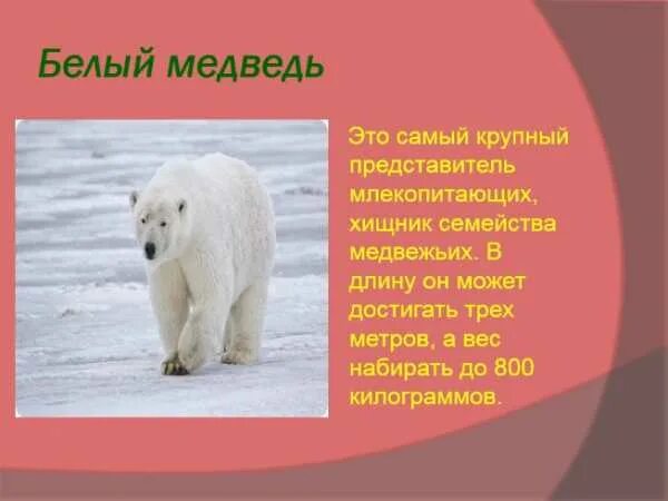 Презентация "По страницам Красной книги Архангельской области" - начальные класс